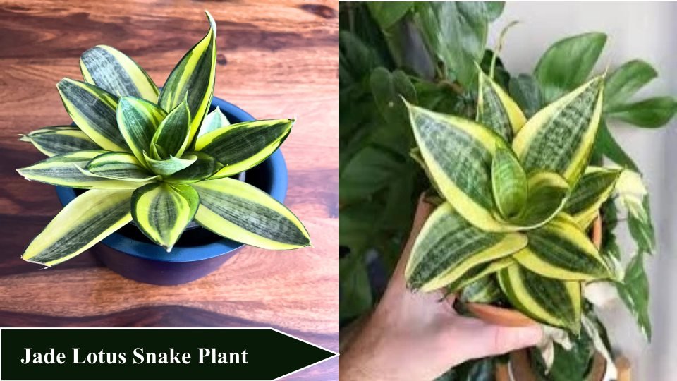 Jade Lotus Snake Plant | Types of Snake Plants