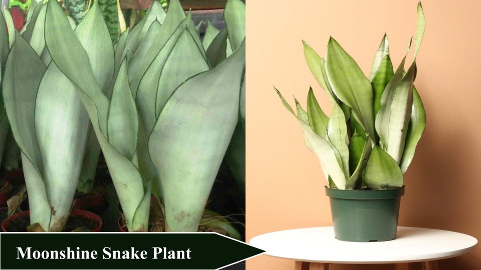 Moonshine Snake Plant | Types of Snake Plants