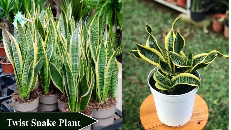 Twist Snake Plant | Types of Snake Plants