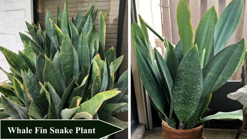 Whale Fin Snake Plant | Types of Snake Plants