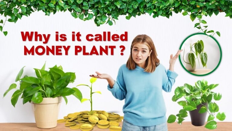 Why is it called Money Plant