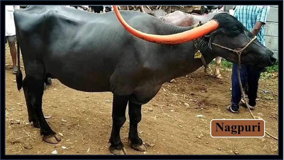 Nagpuri | Buffalo Breeds in India
