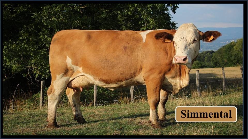 8. Simmental  | Exotic Breeds of Cattle 