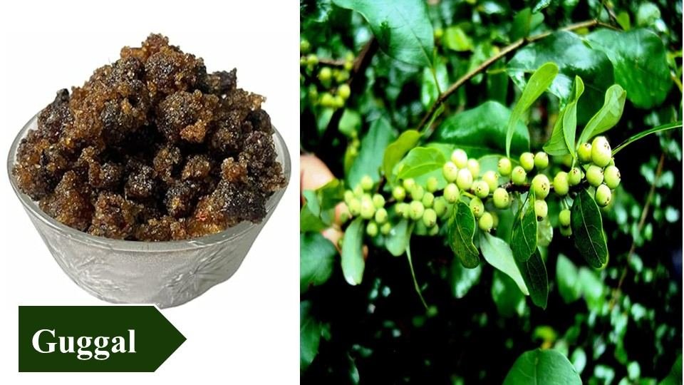 Guggal | Top 10 Medicinal Plants and Their Uses