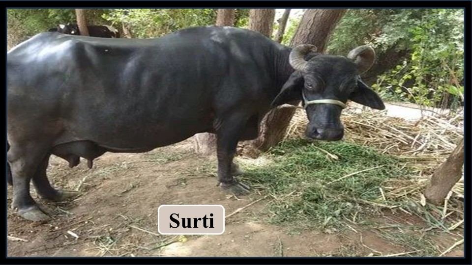Surti | Buffalo Breeds in India
