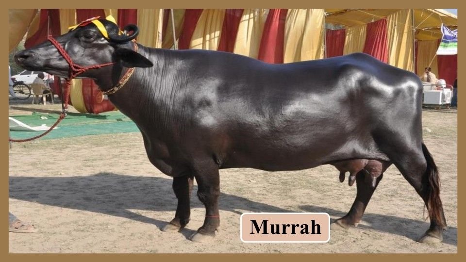 Murrah | Buffalo Breeds in India
