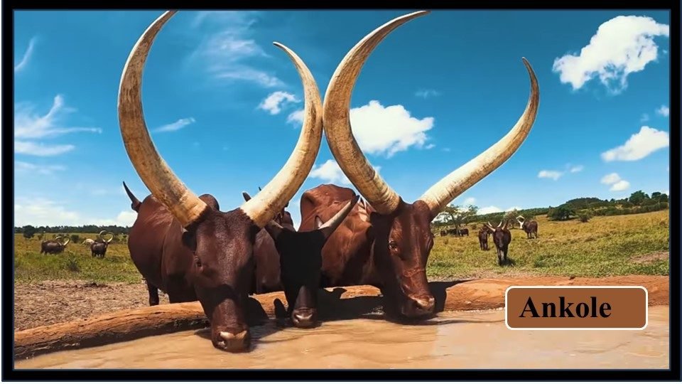 6. Ankole | Exotic Breeds of Cattle 