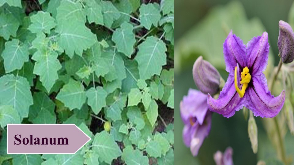 Solanum | Top 10 Medicinal Plants and Their Uses