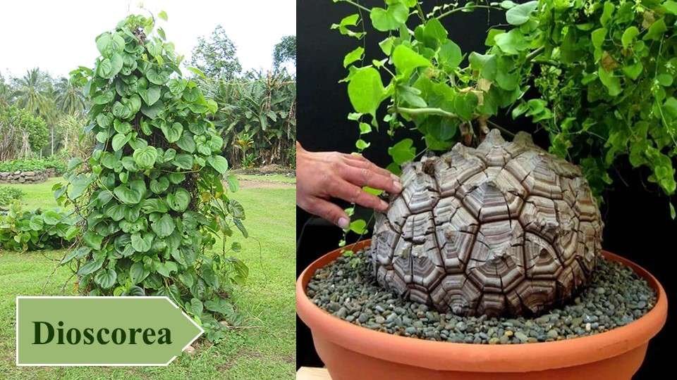 Dioscorea | Top 10 Medicinal Plants and Their Uses