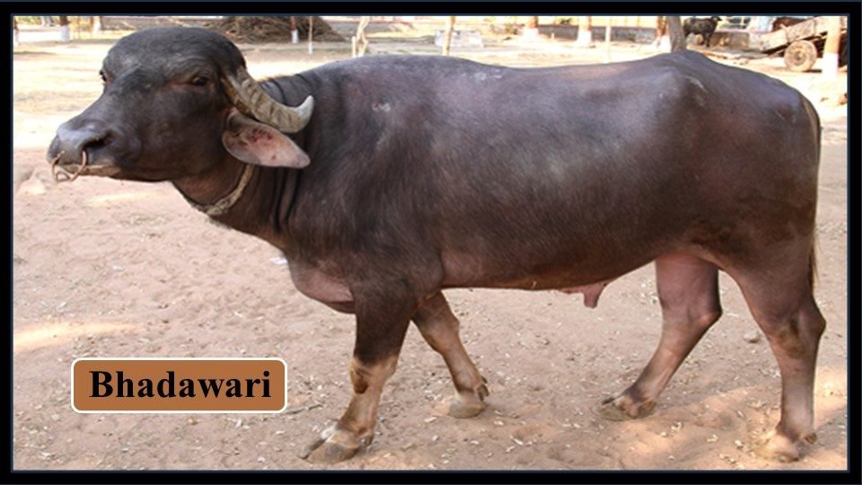 Bhadawari | Buffalo Breeds in India