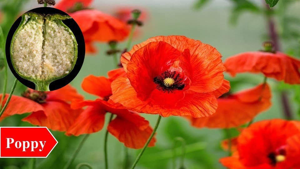 Poppy | Top 10 Medicinal Plants and Their Uses