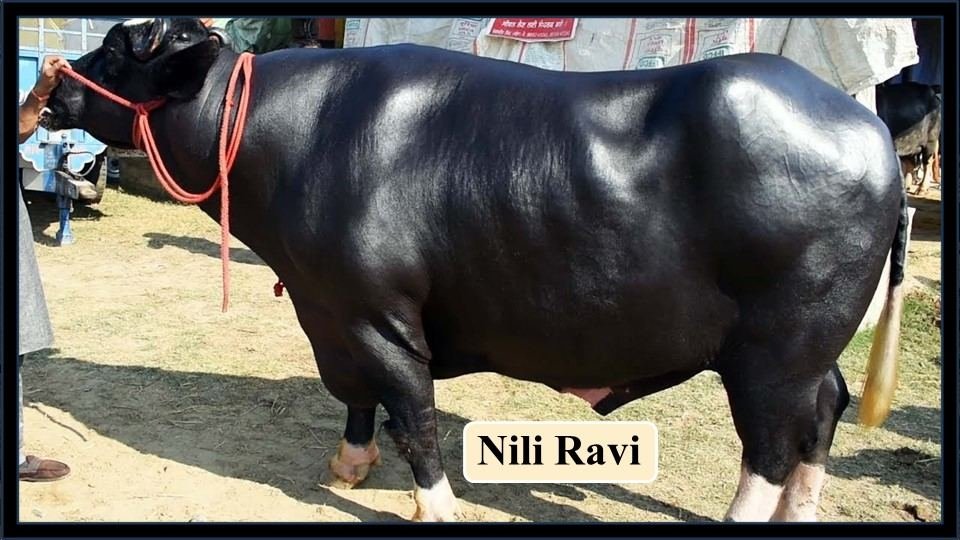 Nili Ravi | Buffalo Breeds in India