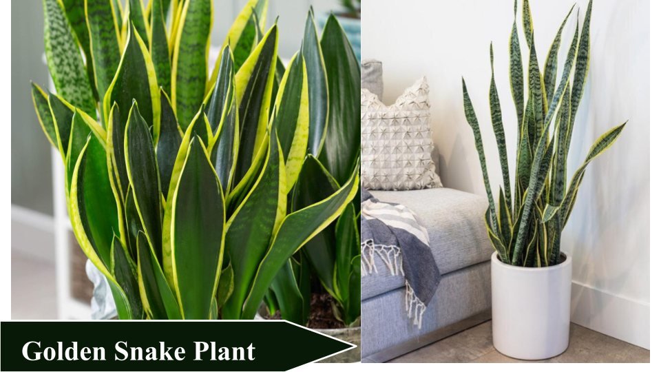 Golden Snake Plant | Types of Snake Plants