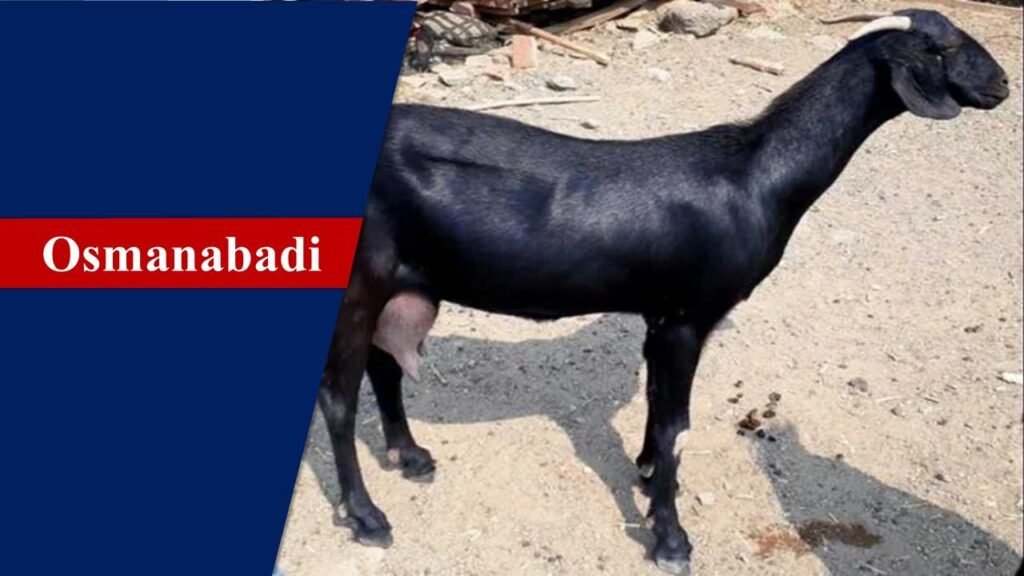 Osmanabadi | Goat Breeds in India