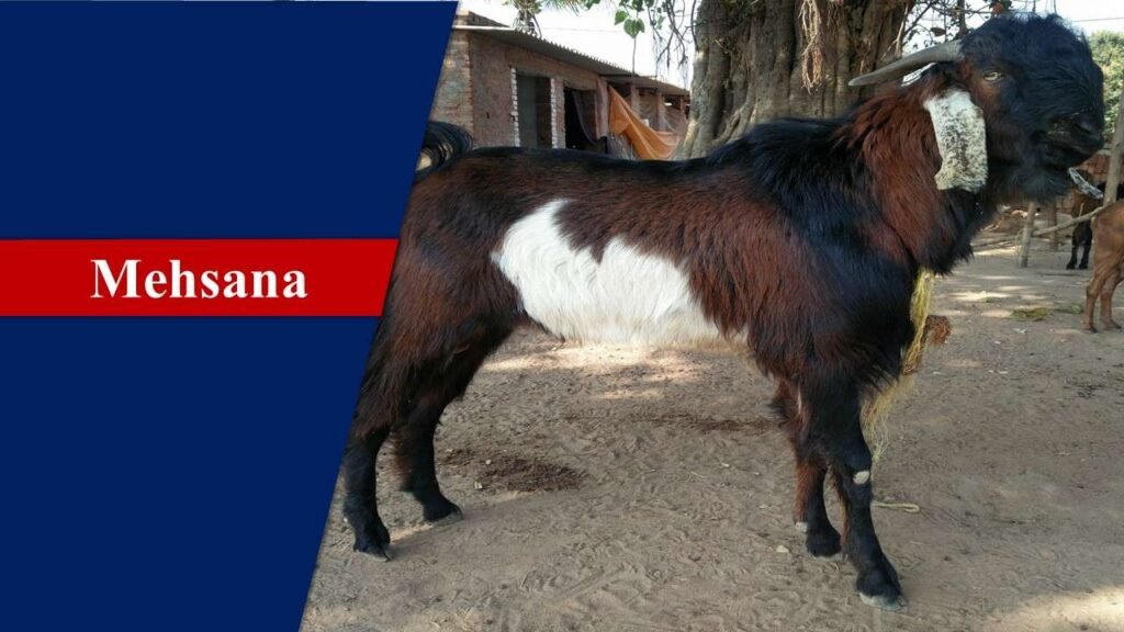 Mehsana | Goat Breeds in India