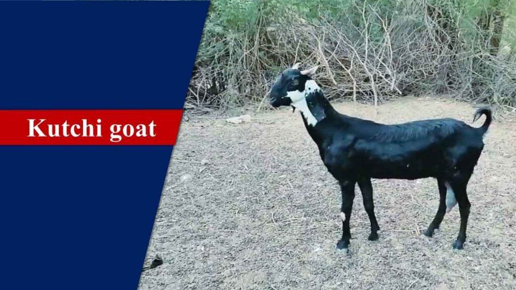 Kutchi Goat | Goat Breeds in India