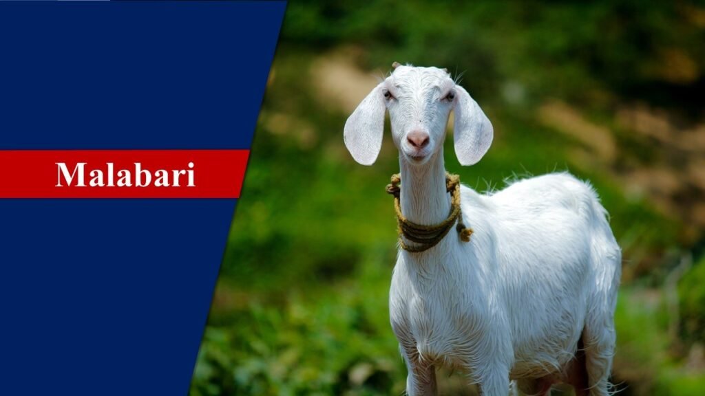 Malabari | Goat Breeds in India