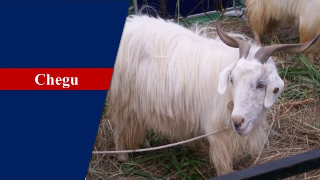 Chegu | Goat Breeds in India