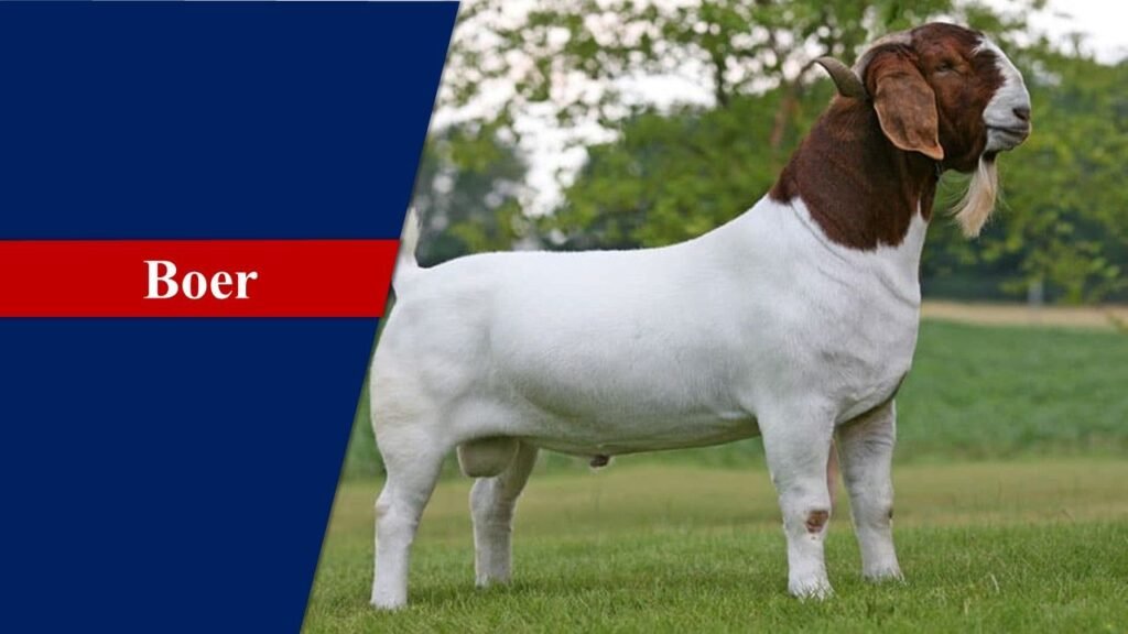 Boer | Goat Breeds in India