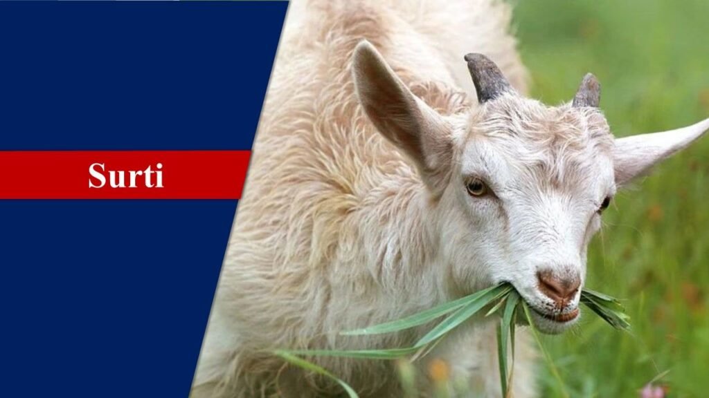 Surti | Goat Breeds in India