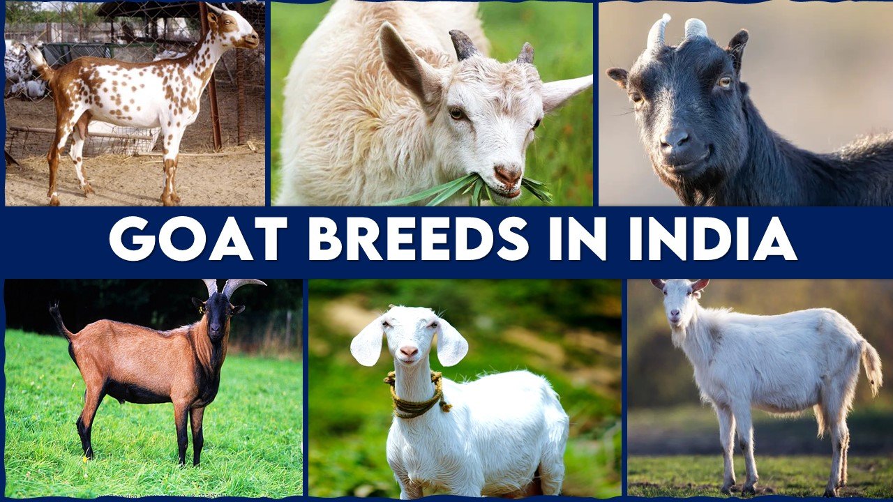 Contract Farming In India Bridging Gaps In Agricultural Supply Chains Contract Farming In India Bridging Gaps In Agricultural Supply Chains