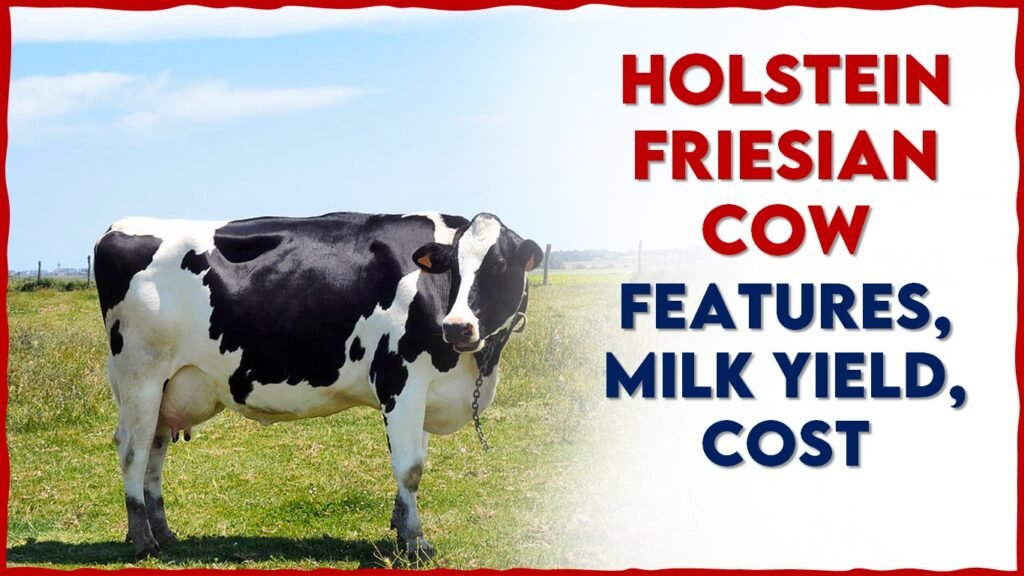 HF COW Holstein Friesian COW