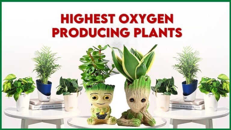 Highest Oxygen Producing Plants