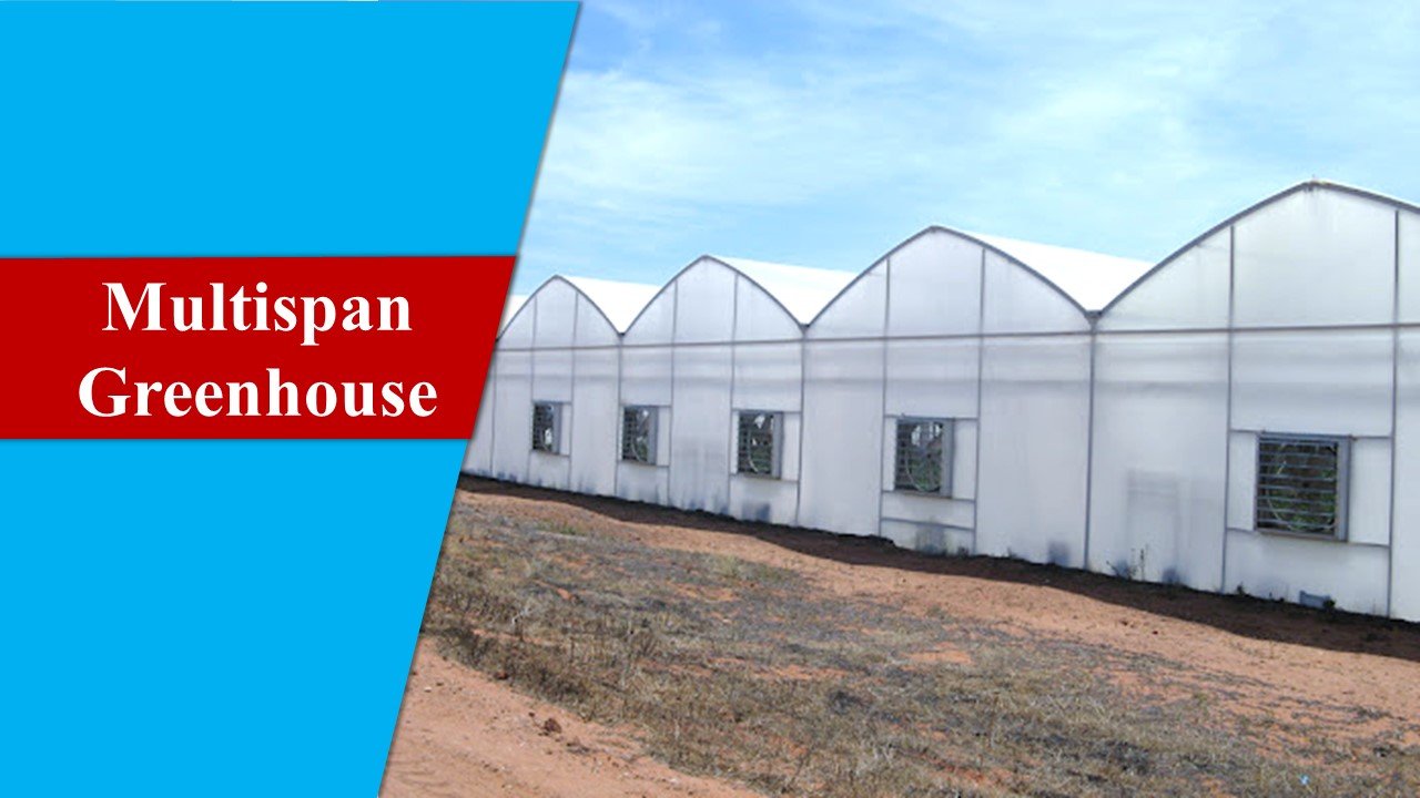 Multispan Greenhouse - Types of Greenhouse
