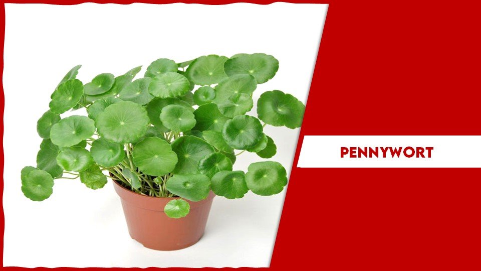 Pennywort (Centella asiatica)