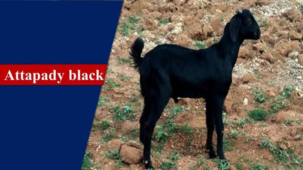 Attapady Black | Goat Breeds in India