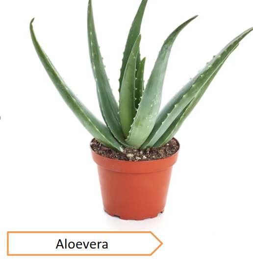 Aloevera | Highest oxygen producing plants