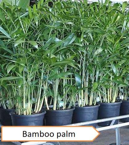 Bamboo palm | Highest oxygen producing plants