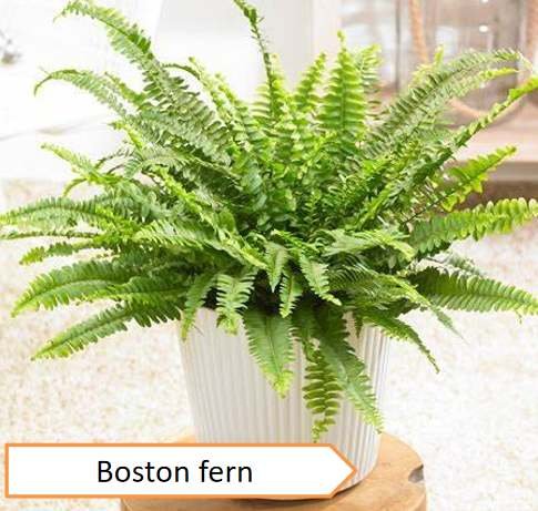 Boston fern | Highest oxygen producing plants
