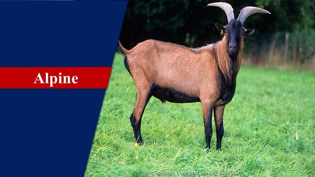 Alpine | Goat Breeds in India
