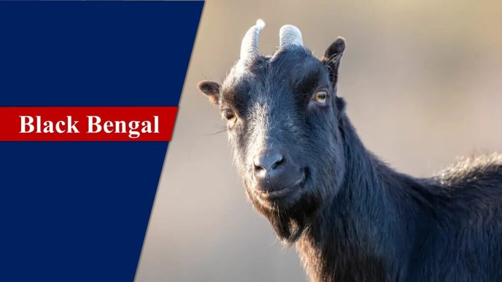Black Bengal | Goat Breeds in India