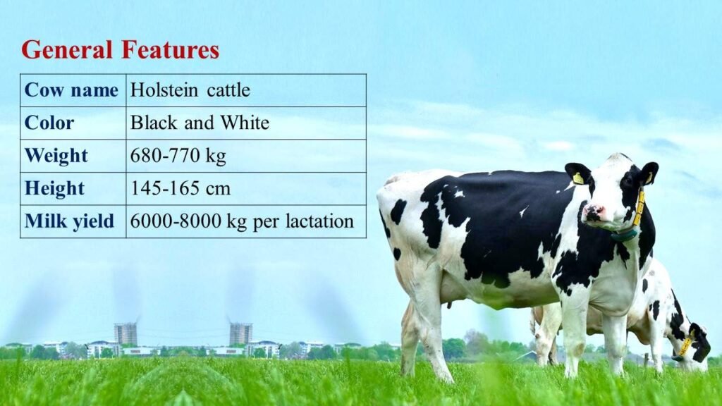 HF Cow breed Features