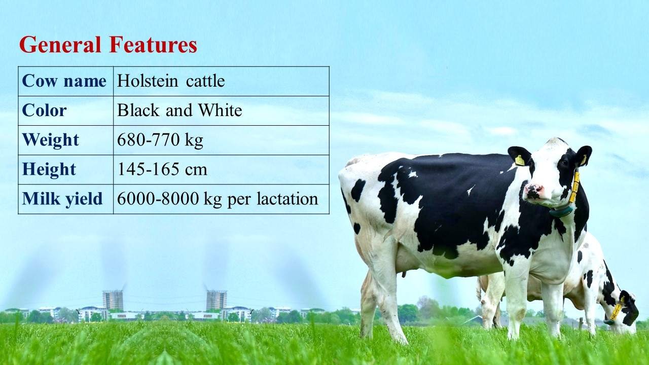 HF Cow (Holstein Friesian): Characteristics, Cost, HF Cow Milk Per Day ...