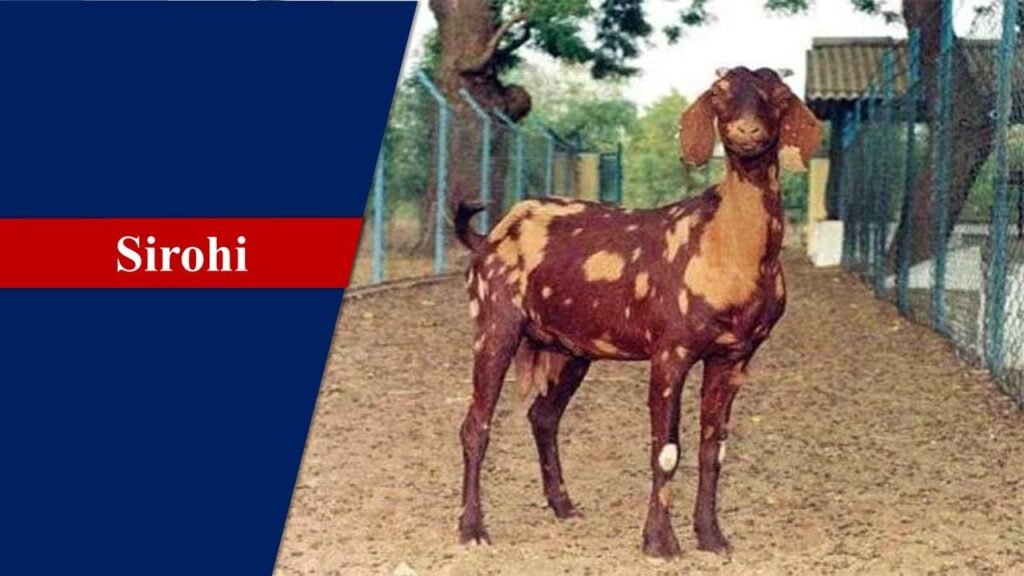 Sirohi | Goat Breeds in India