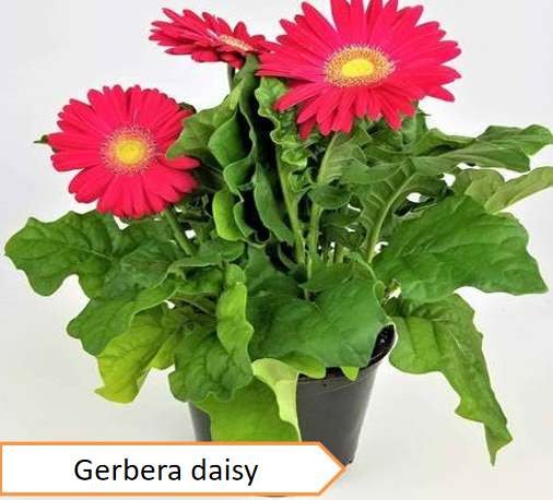 Gerbera daisy | Highest oxygen producing plants