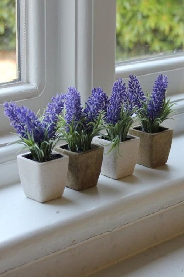 Lavender plant | Lavender plant indoor benefits