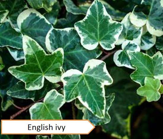 English ivy | Highest oxygen producing plants