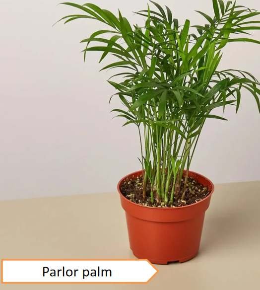 Parlor palm | Highest oxygen producing plants