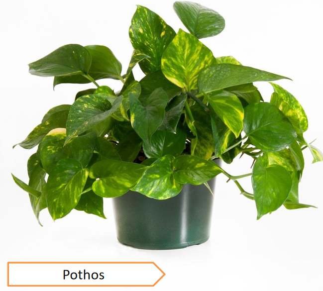Pothos | Highest oxygen producing plants