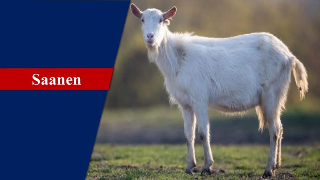 Saanen | Goat Breeds in India
