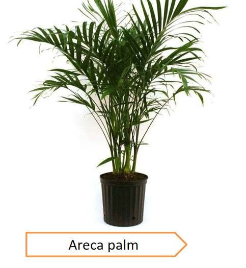 Areca plam | Highest oxygen producing plants