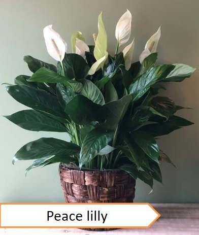 Peace lilly | Highest oxygen producing plants