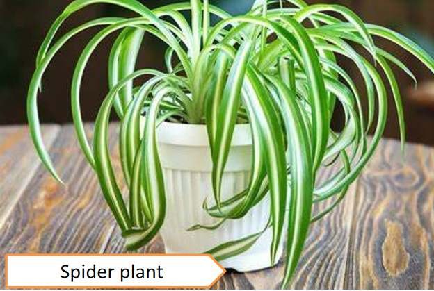 Spider plant | Highest oxygen producing plants