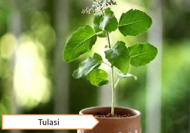 Tulasi plant | Highest oxygen producing plants