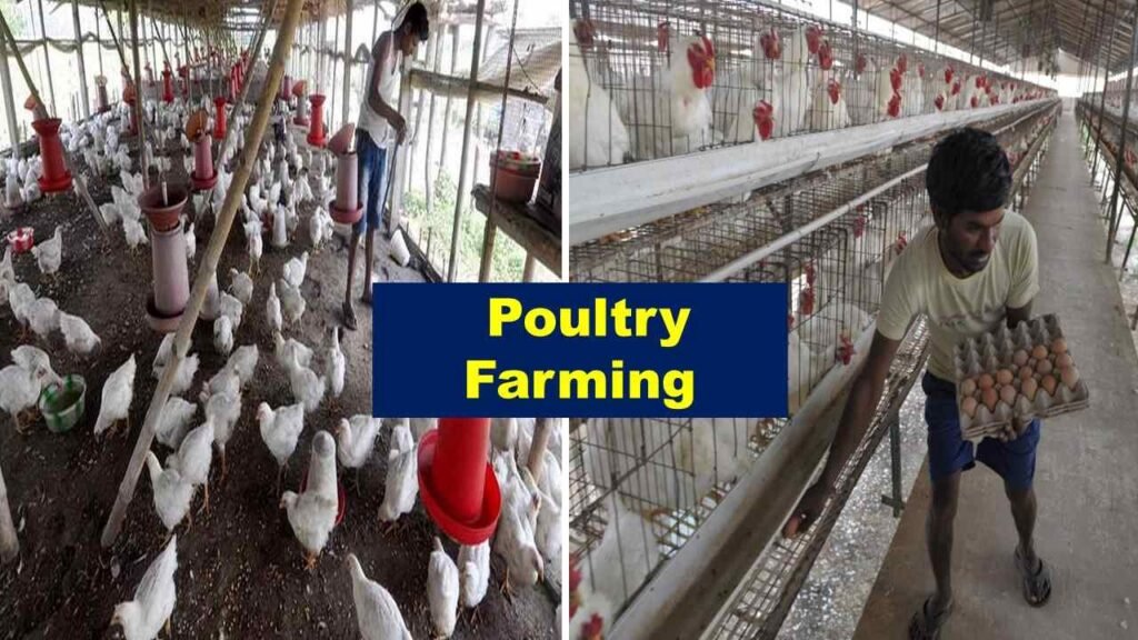 Poultry farming | Is farming profitable in India?