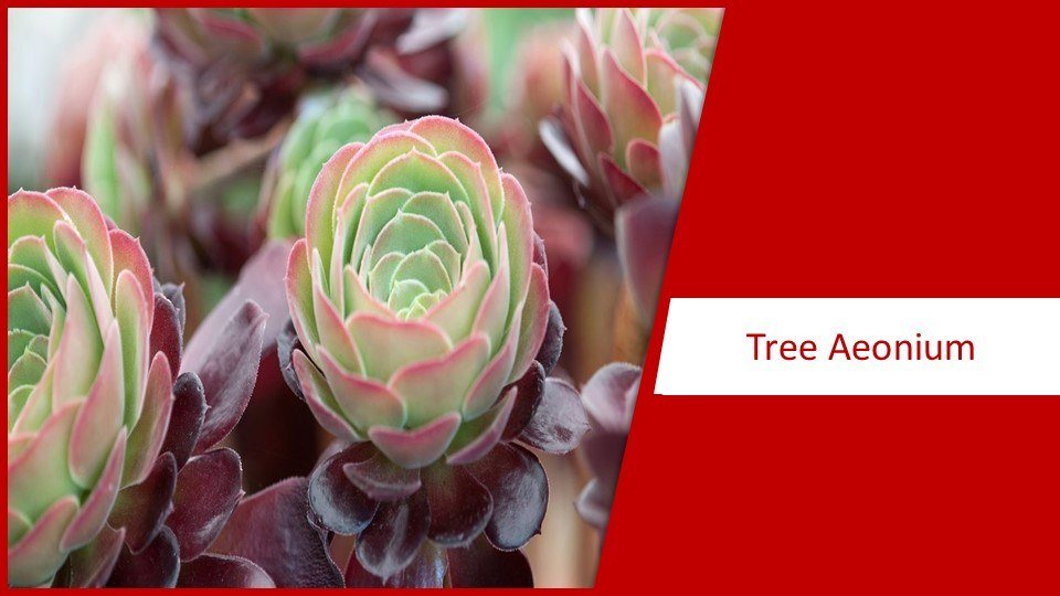 Tree Aeonium | different types of succulents plants